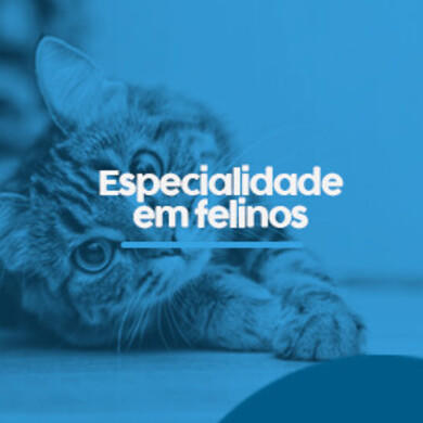 felinos